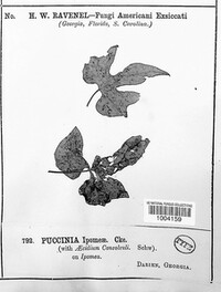 Puccinia ipomoeae image